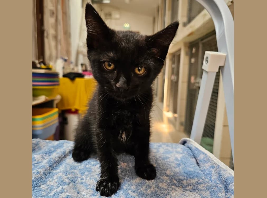 PRINCESSE GRIFFE, female Mixed Breed for adoption at SPA Hermeray, Hermeray