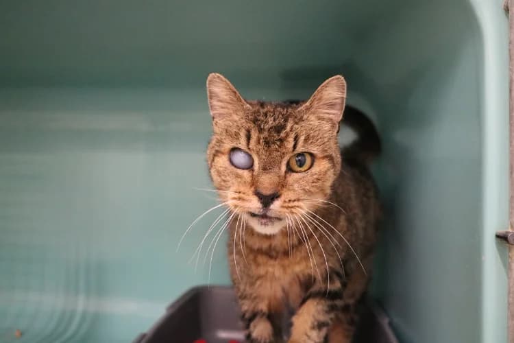 SIMBA, male senior Mixed Breed for adoption at SPA Hermeray, Hermeray