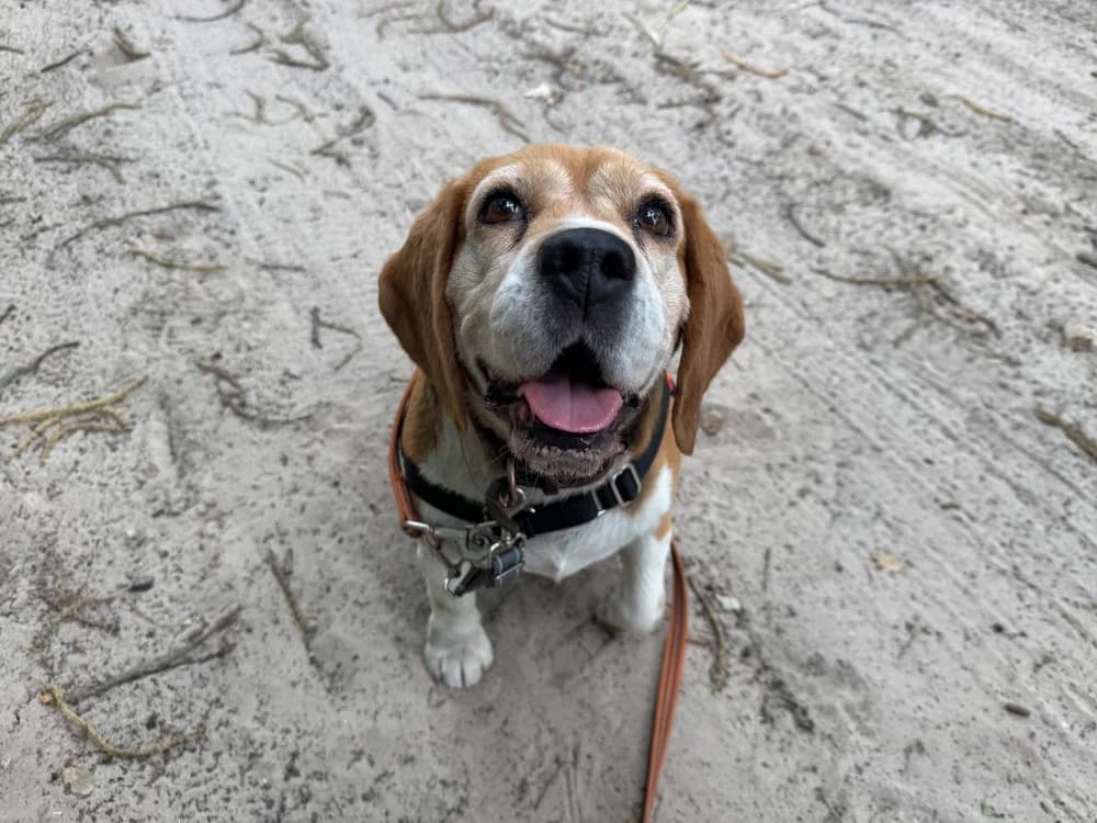 PAGO, male 7yo Beagle for adoption at SPA Hermeray, Hermeray