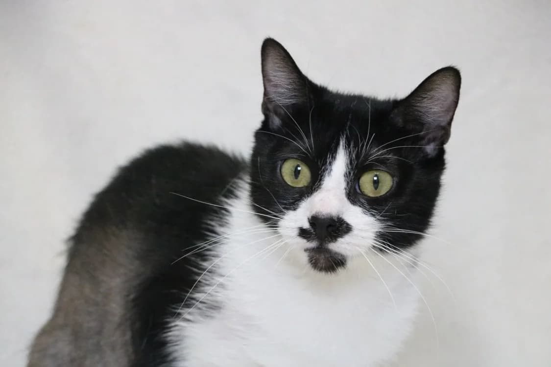 DAGMAR, female young Mixed Breed for adoption at SPA Hermeray, Hermeray