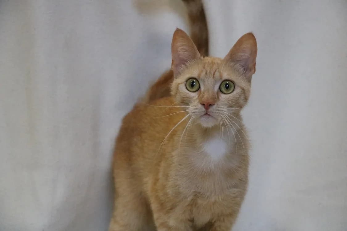OKUPA, female young Mixed Breed for adoption at SPA Hermeray, Hermeray