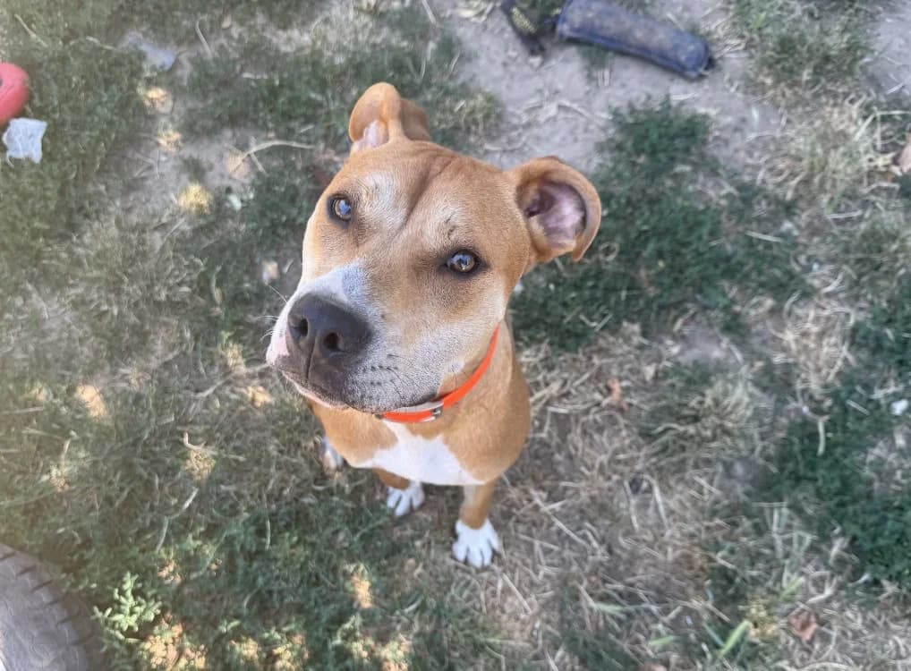 EYDEN, male Mixed Breed for adoption at SPA Hermeray, Hermeray