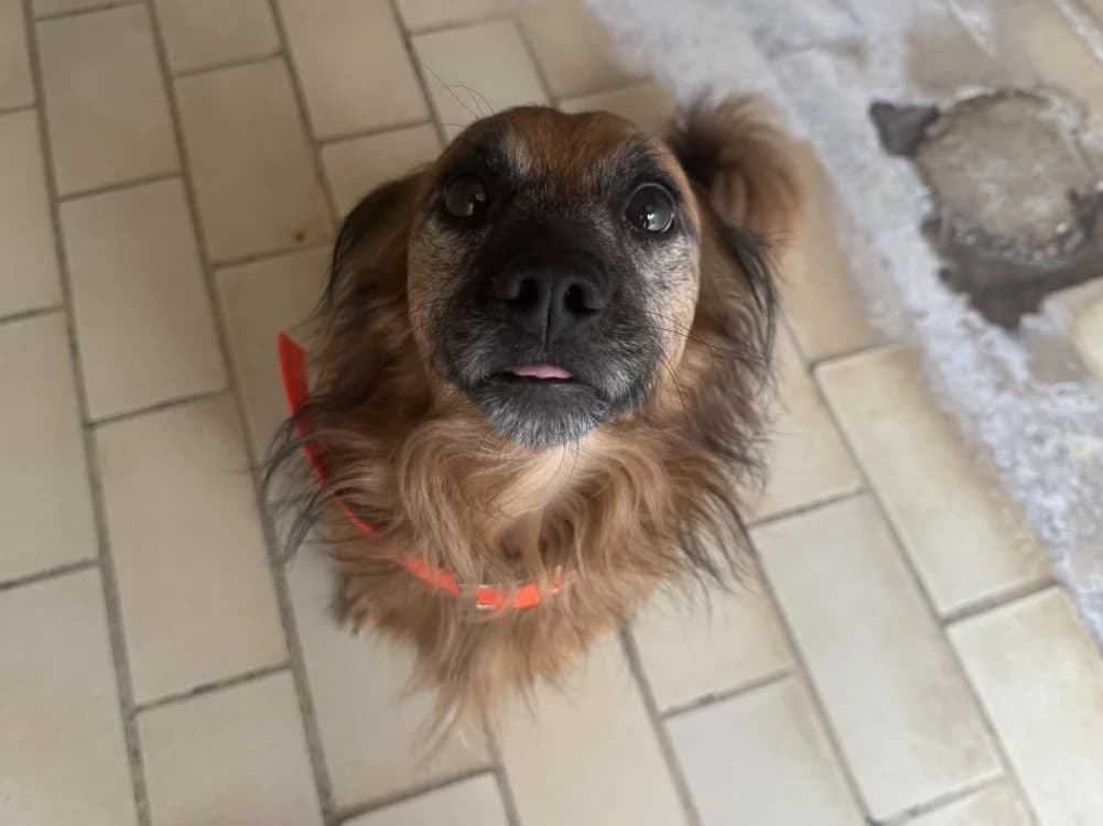 PAPUCHE, male young Mixed Breed for adoption at SPA Hermeray, Hermeray