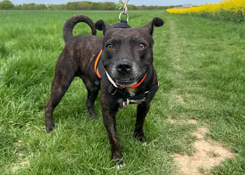 MAUDEN, male young Staffordshire Bull Terrier for adoption at SPA Hermeray, Hermeray