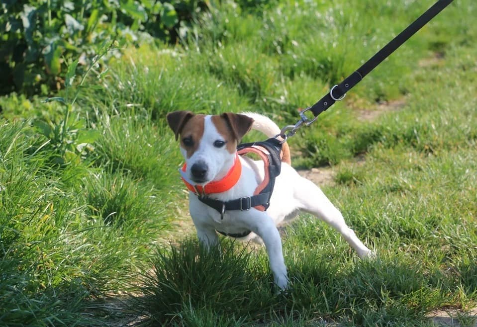 NIBBLER, male young Jack Russell Terrier for adoption at SPA Hermeray, Hermeray
