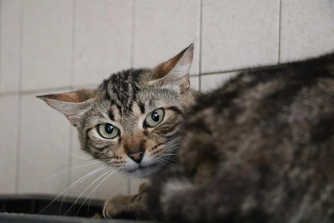 PATTY, female young Mixed Breed for adoption at SPA Hermeray, Hermeray