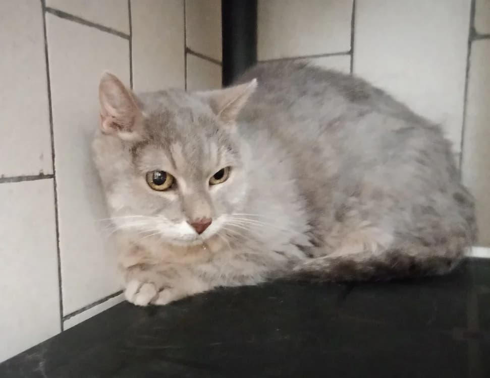 SIMBA, male senior Mixed Breed for adoption at SPA Hermeray, Hermeray