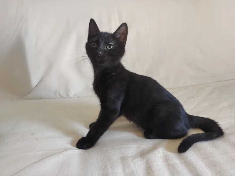 MUFFIN, male puppy Mixed Breed for adoption at SPA Hermeray, Hermeray