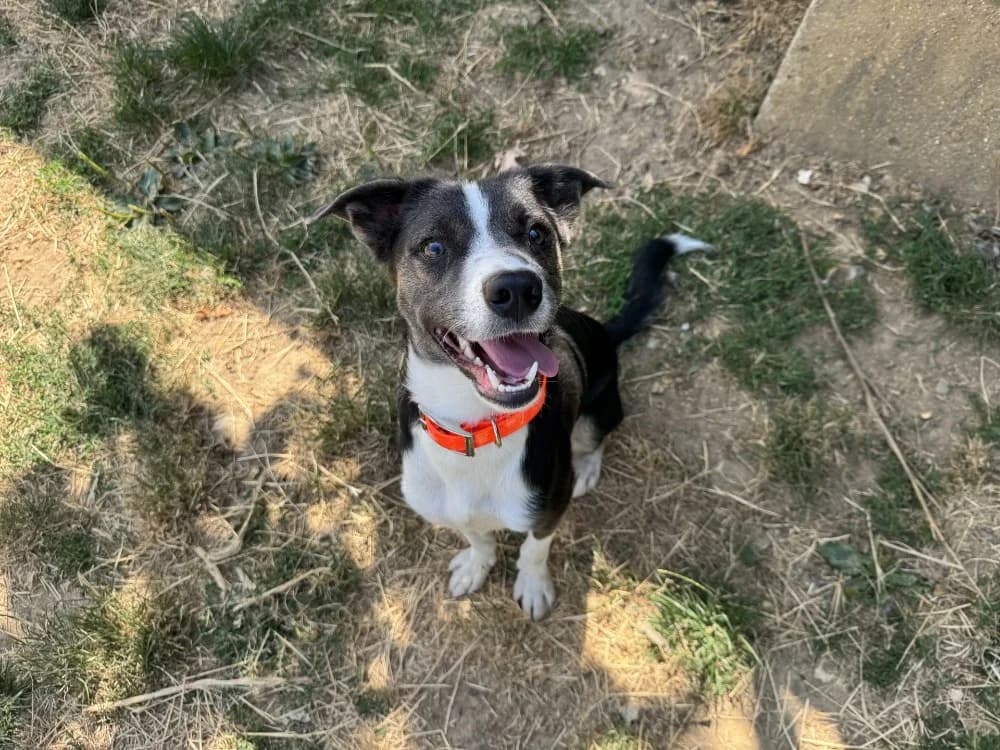 HARLEM, Mixed Breed (SPA Hermeray)