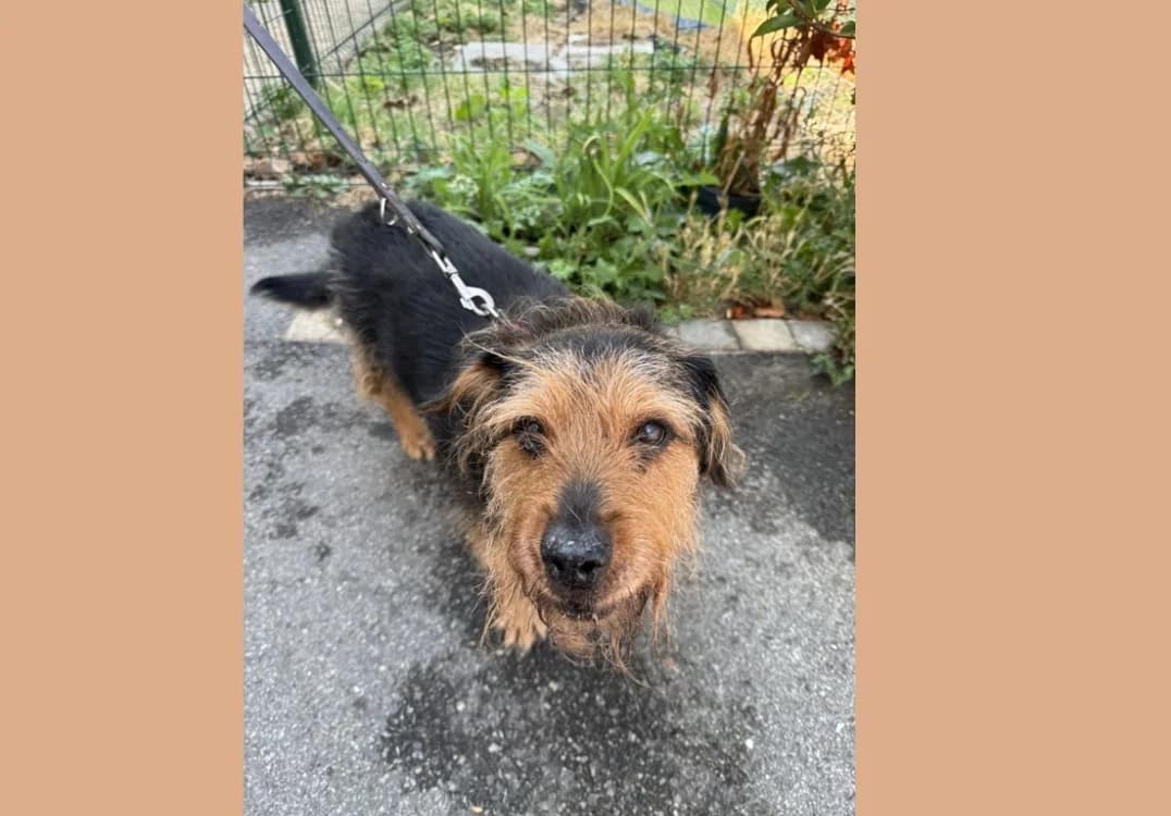ALBERT, Dachshund (SPA Hermeray)
