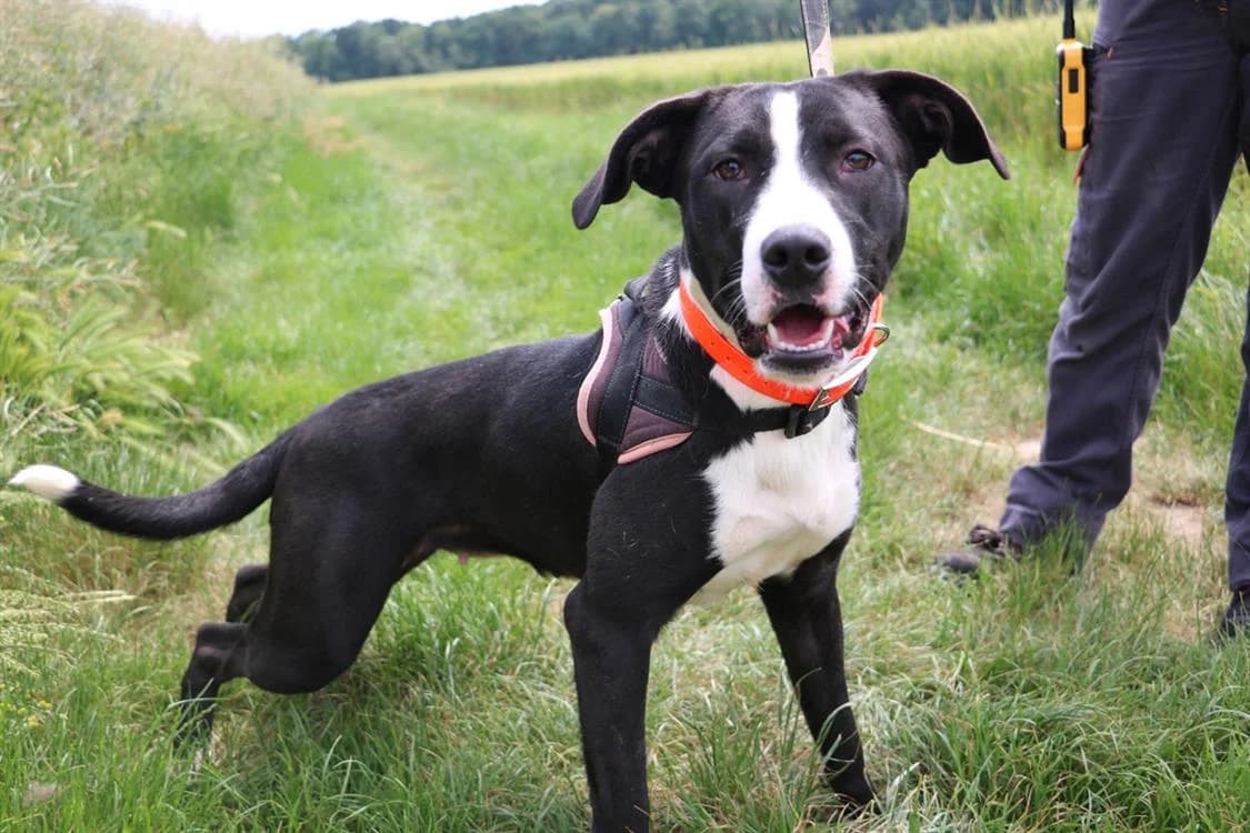 SOZA, female young Border Collie for adoption at SPA Hermeray, Hermeray