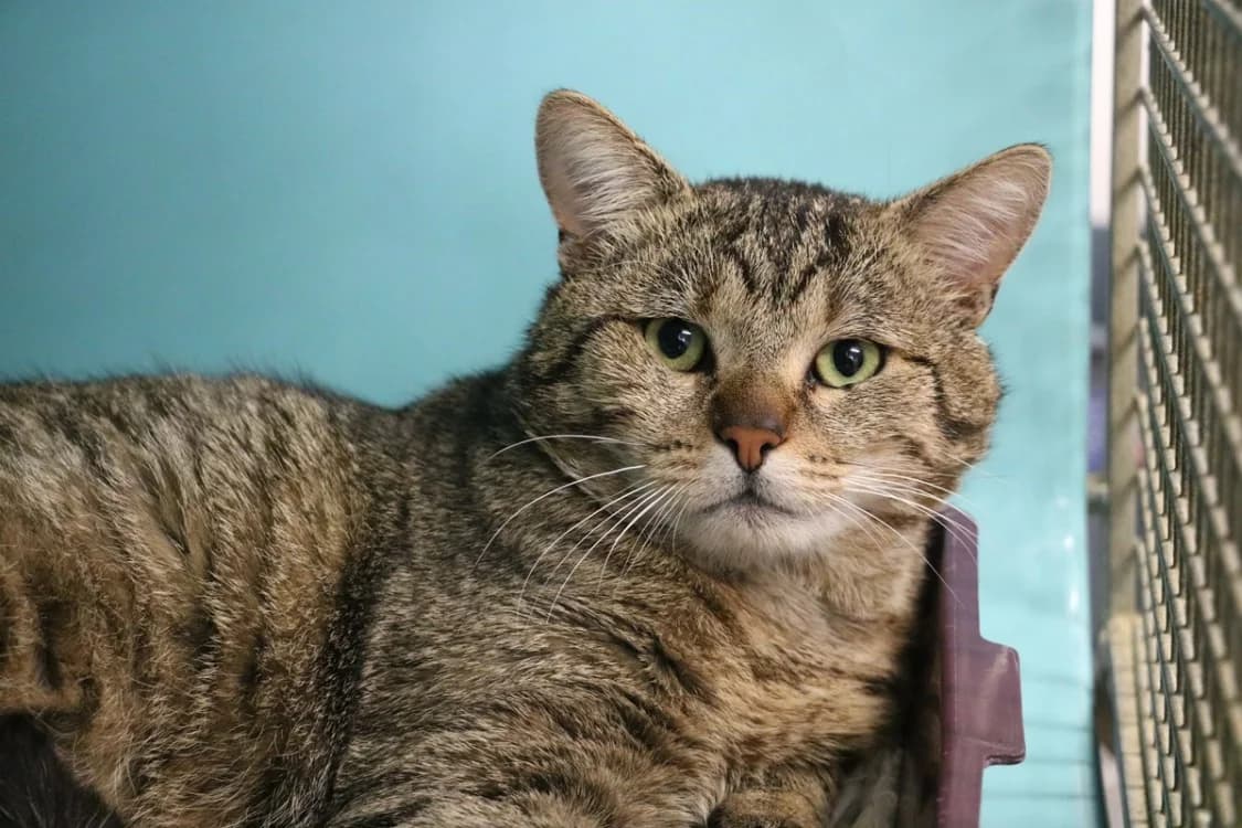 BUGATTI, male 3yo Mixed Breed for adoption at SPA Hermeray, Hermeray