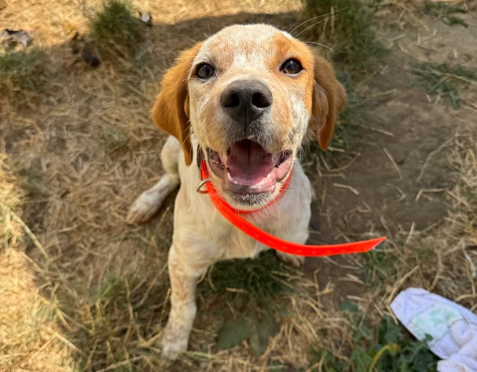 ROUFLAQUETTE, male Brittany Spaniel for adoption at SPA Hermeray, Hermeray