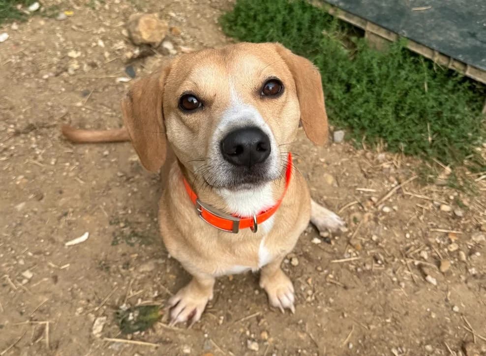 SCOOBY, male 4yo Beagle for adoption at SPA Hermeray, Hermeray