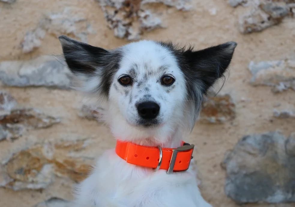 SIMONE, female 5yo Mixed Breed for adoption at SPA Hermeray, Hermeray