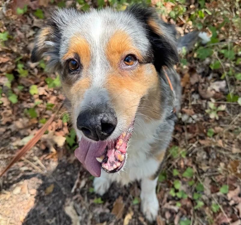 PEARLE, female 6yo Australian Shepherd for adoption at SPA Hermeray, Hermeray