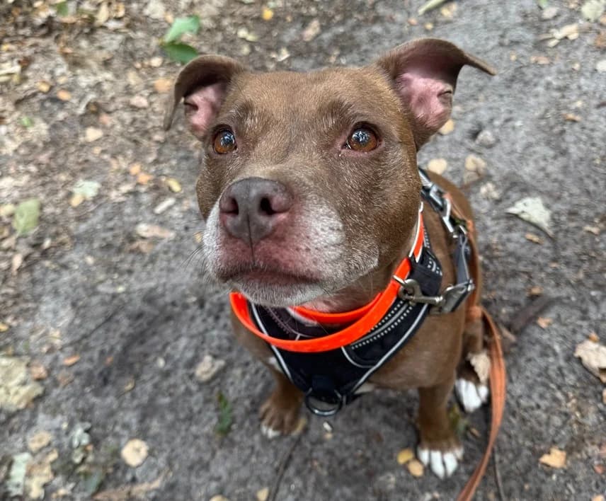 PRALINE, female 7yo Staffordshire Bull Terrier for adoption at SPA Hermeray, Hermeray