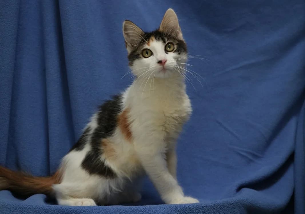 CALICE, female Mixed Breed for adoption at SPA Hermeray, Hermeray