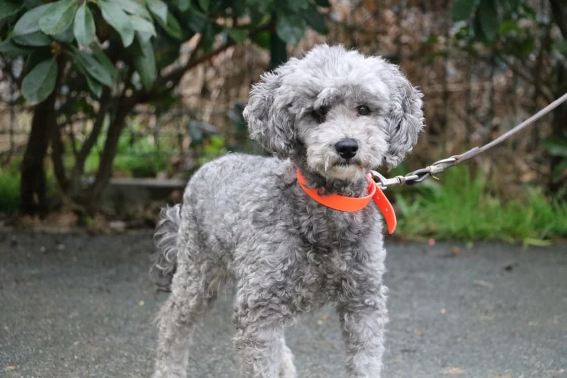 NEMO, male senior Poodle for adoption at SPA Hermeray, Hermeray