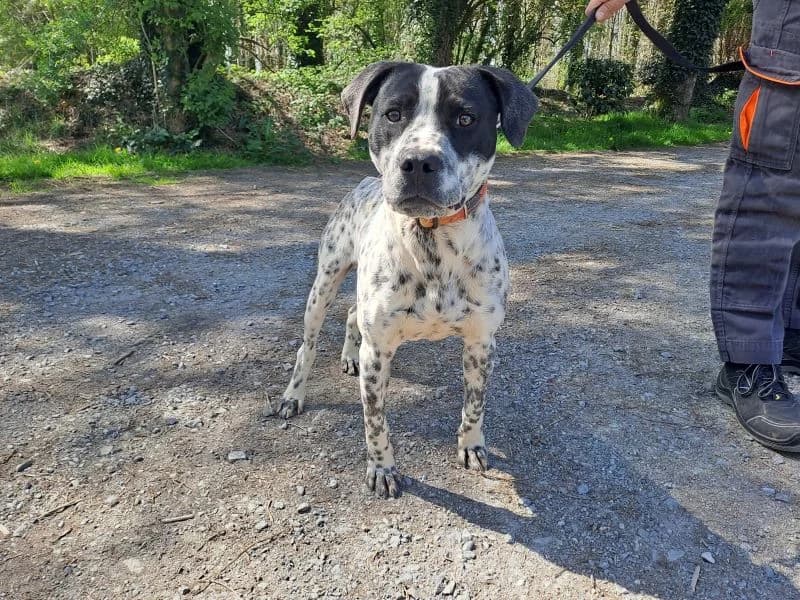 ARON, male young Labrador Retriever for adoption at SPA Inzinzac-Lochrist, Inzinzac