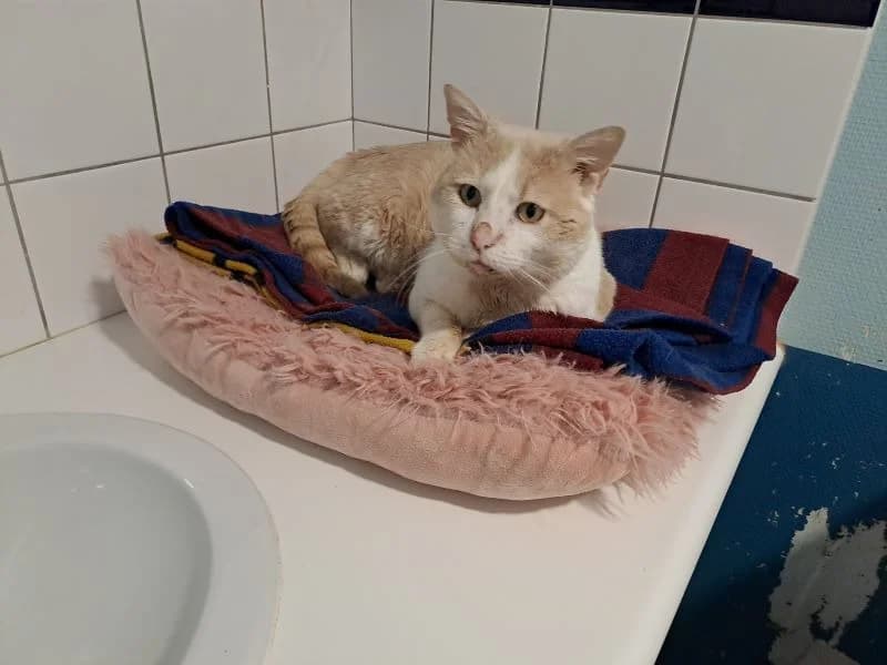 ron, male 6yo mixed breed for adoption at SPA Inzinzac-Lochrist, Inzinzac