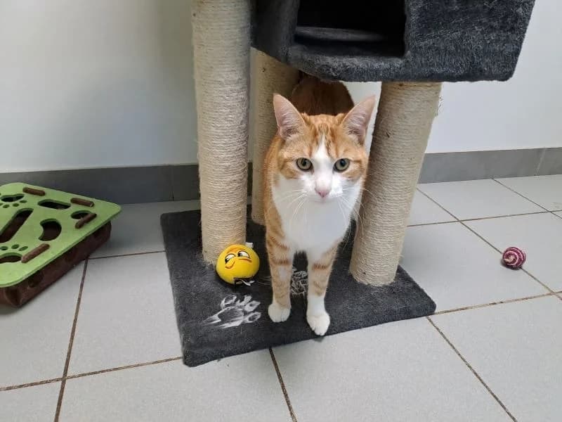 zeus, male young mixed breed for adoption at SPA Inzinzac-Lochrist, Inzinzac