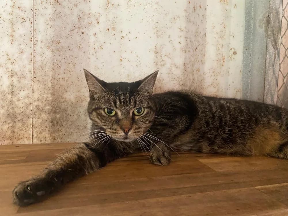 ZIVA, female 6yo mixed breed for adoption at SPA Inzinzac-Lochrist, Inzinzac