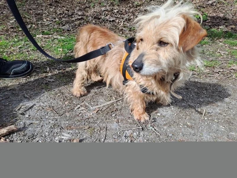 EZIO, cream male Mixed Breed for adoption at SPA Tours (Luynes), Tours