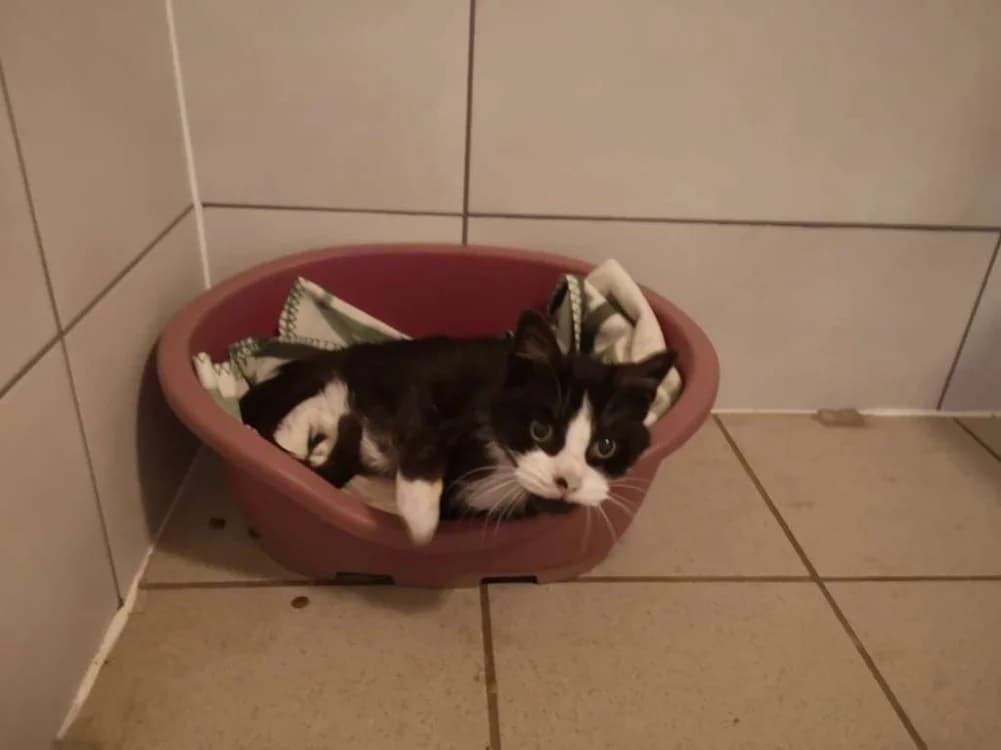 kimono, male senior mixed breed for adoption at SPA Inzinzac-Lochrist, Inzinzac