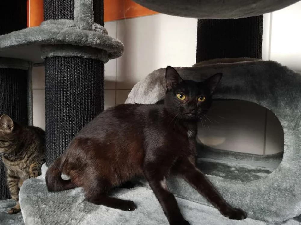 satine, female young mixed breed for adoption at SPA Inzinzac-Lochrist, Inzinzac