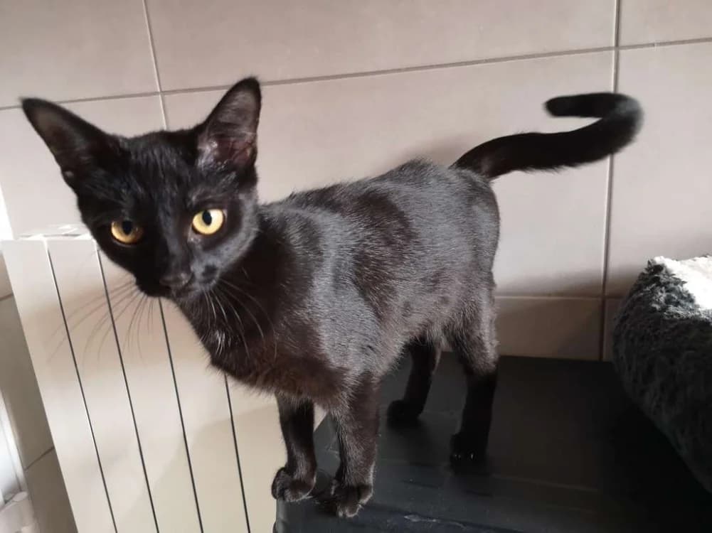 caprice, female young mixed breed for adoption at SPA Inzinzac-Lochrist, Inzinzac