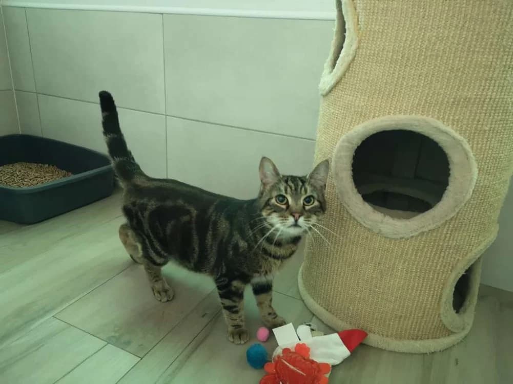 UNO, male 6yo mixed breed for adoption at SPA Inzinzac-Lochrist, Inzinzac