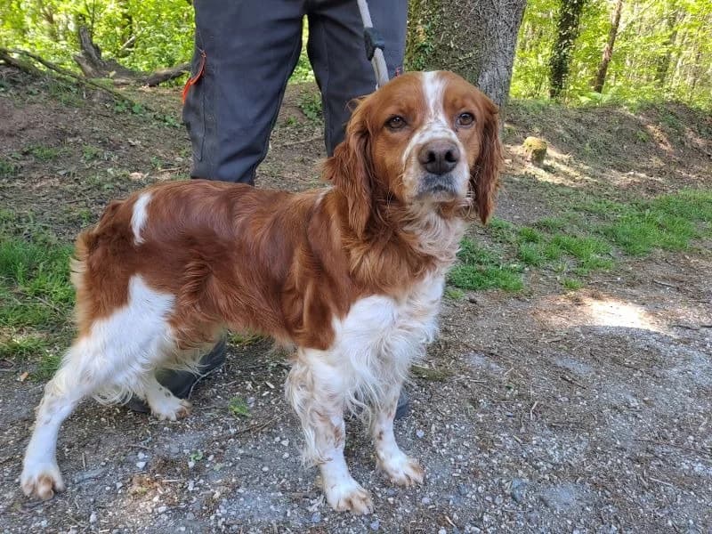 Réservé Ted, male 4yo Brittany Spaniel for adoption at SPA Inzinzac-Lochrist, Inzinzac