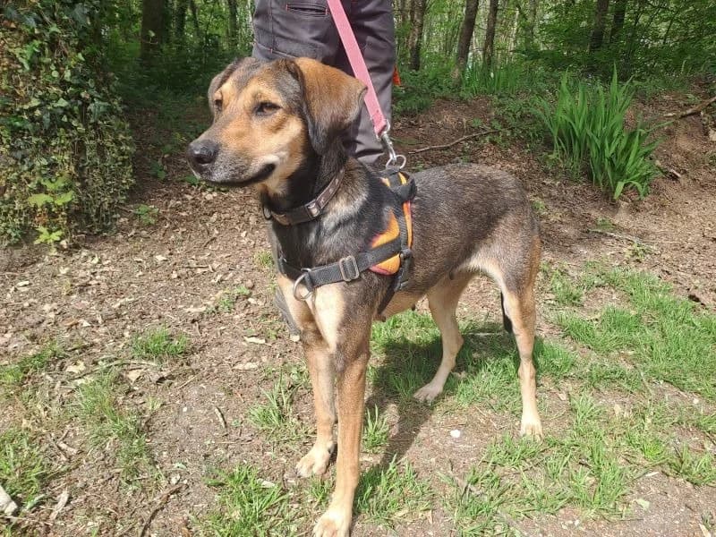 Héra, female young Mixed Breed for adoption at SPA Inzinzac-Lochrist, Inzinzac