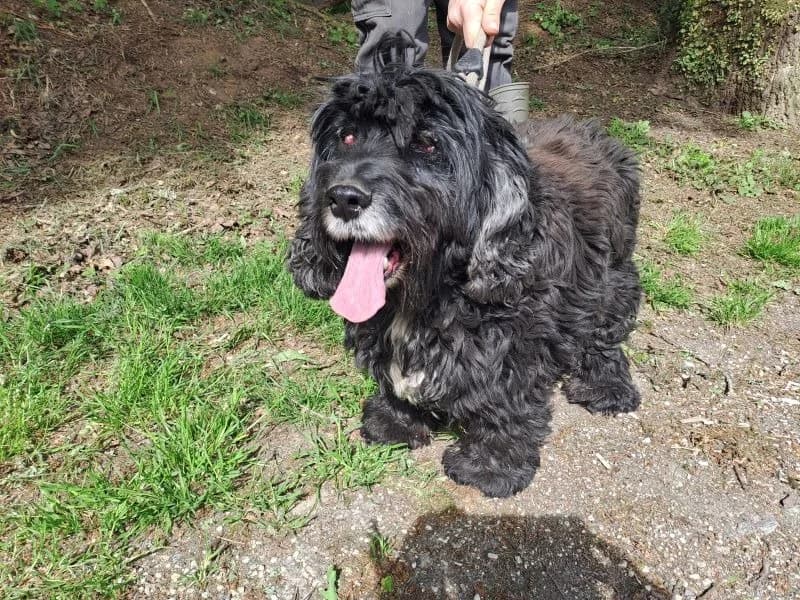 abby, female senior Cocker Spaniel for adoption at SPA Inzinzac-Lochrist, Inzinzac