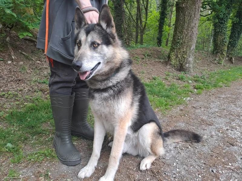 Wonky, male senior German Shepherd for adoption at SPA Inzinzac-Lochrist, Inzinzac