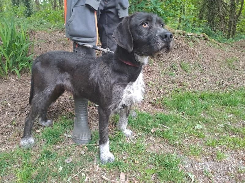 LUCKI, male young German Shorthaired Pointer for adoption at SPA Inzinzac-Lochrist, Inzinzac