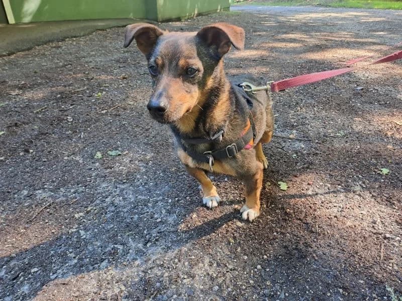 GUIDOU, male senior Mixed Breed for adoption at SPA Inzinzac-Lochrist, Inzinzac