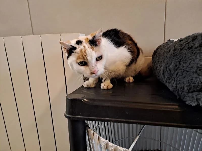 astuce, female senior Mixed Breed for adoption at SPA Inzinzac-Lochrist, Inzinzac