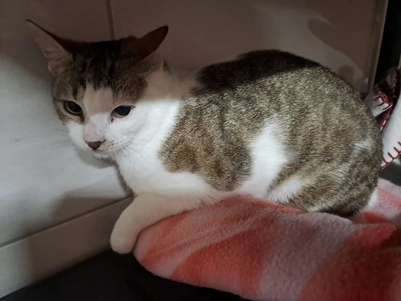 disney, male 3yo mixed breed for adoption at SPA Inzinzac-Lochrist, Inzinzac