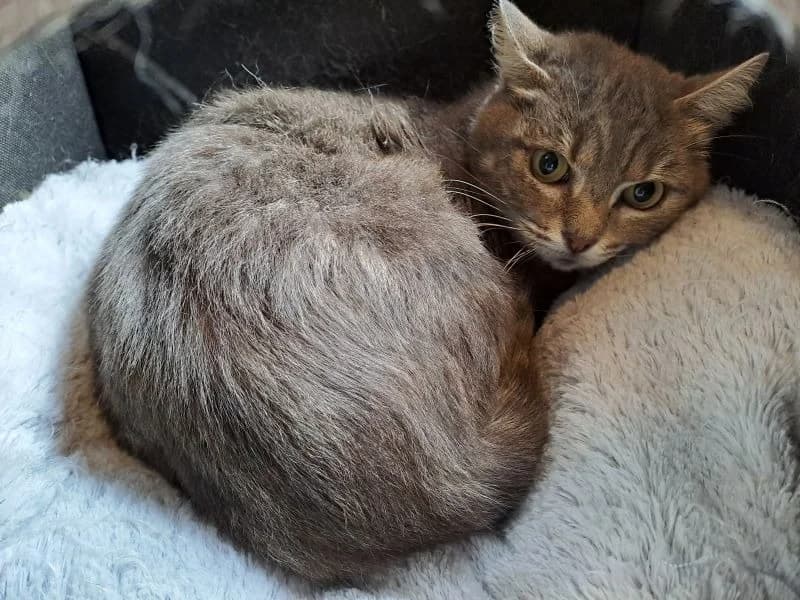 gribouille, female 6yo Mixed Breed for adoption at SPA Inzinzac-Lochrist, Inzinzac