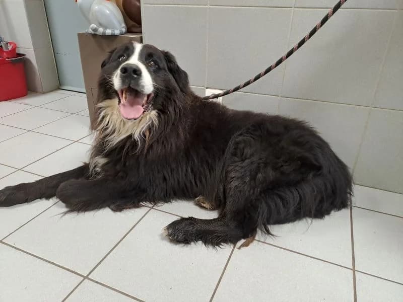 OOMPA, male senior Bernese Mountain Dog for adoption at SPA Inzinzac-Lochrist, Inzinzac