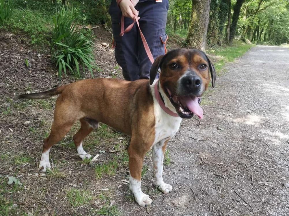 ASMAR, male 6yo Labrador Retriever for adoption at SPA Inzinzac-Lochrist, Inzinzac