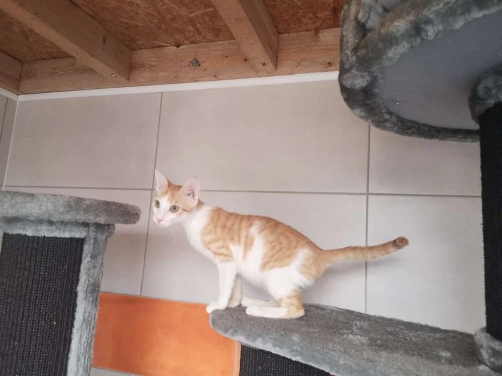 ELIOTT, Mixed Breed (SPA Inzinzac-Lochrist)