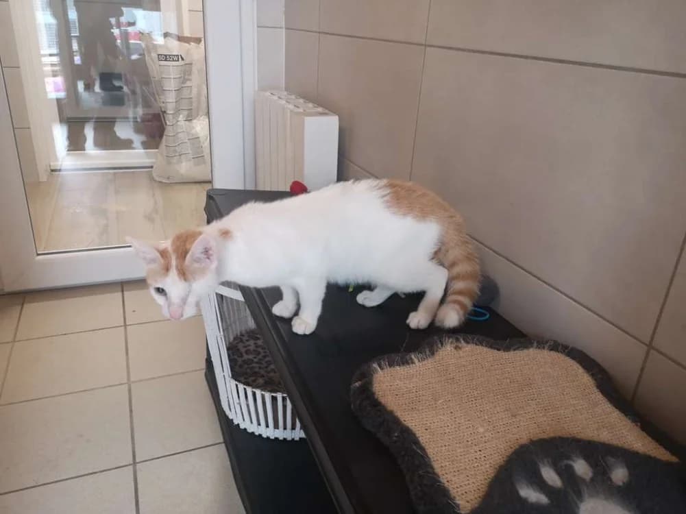 MARIUS, male Mixed Breed for adoption at SPA Inzinzac-Lochrist, Inzinzac