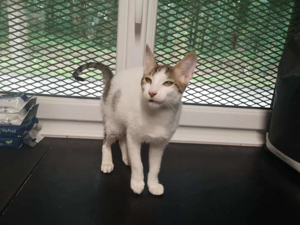 SLOOP, Mixed Breed (SPA Inzinzac-Lochrist)