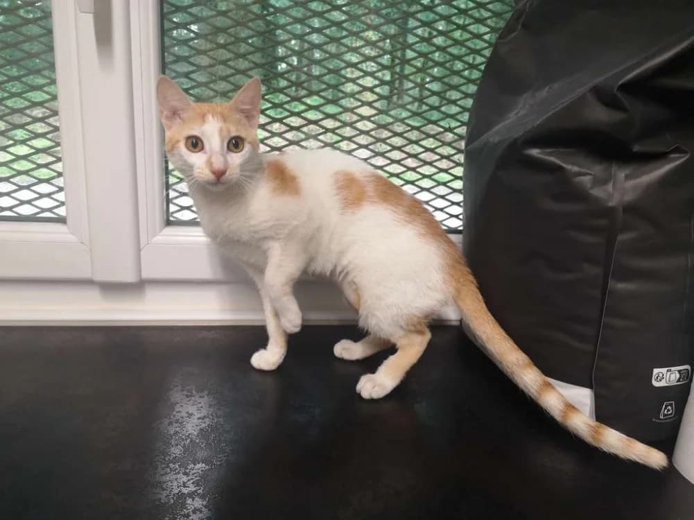 NOORA, female Mixed Breed for adoption at SPA Inzinzac-Lochrist, Inzinzac
