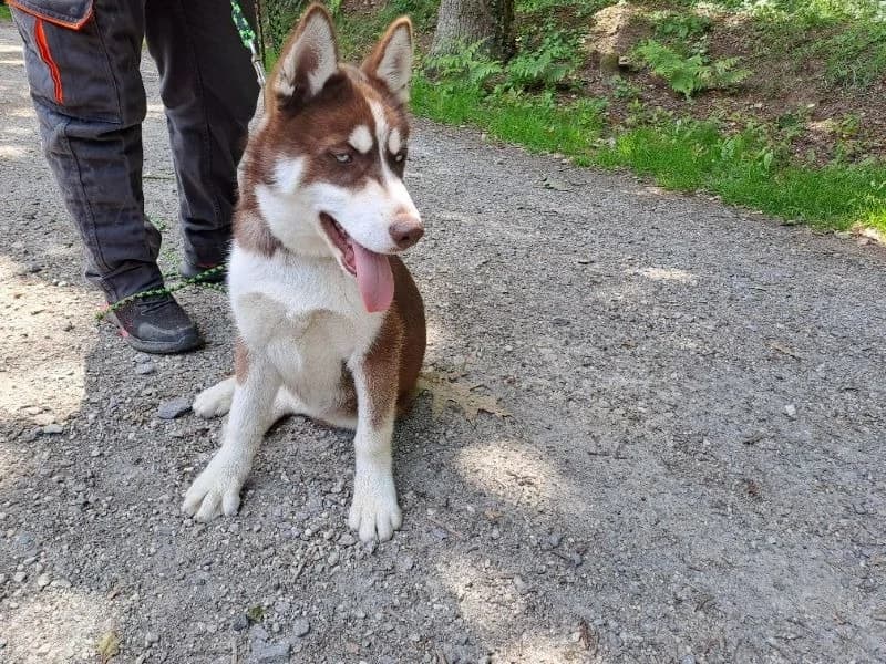 néro, male Husky for adoption at SPA Inzinzac-Lochrist, Inzinzac