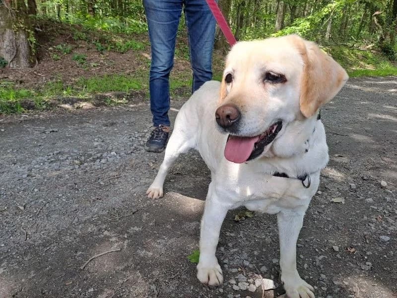 parfaite réservée, female 7yo Labrador Retriever for adoption at SPA Inzinzac-Lochrist, Inzinzac