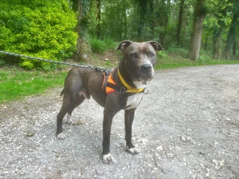 dante, male young Staffordshire Bull Terrier for adoption at SPA Inzinzac-Lochrist, Inzinzac